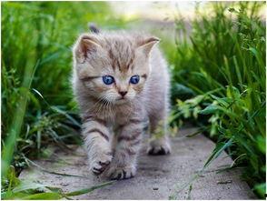 娱乐吃瓜酱营业的猫,揭秘吃瓜酱营业的猫界风云  第1张